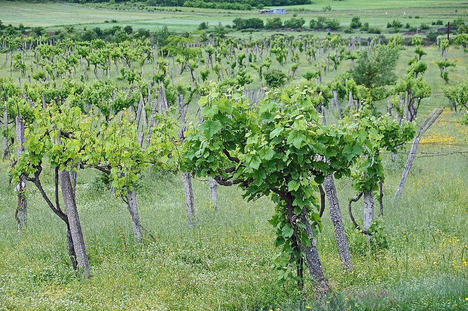 Albanian wine
