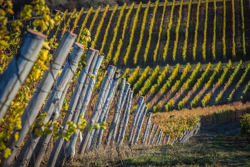 Moldovan wine
