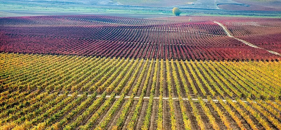 Rueda DO